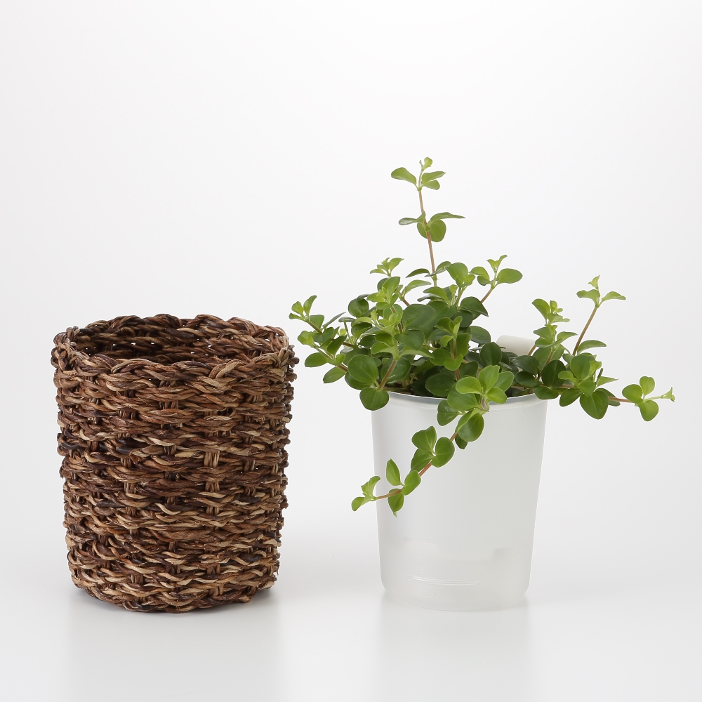 【MUJI 無印良品】馬來草前開拖鞋 歷史價格詳細信息