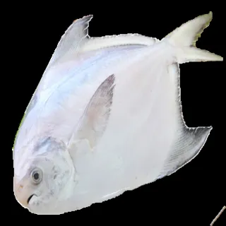 【海之醇】野生土魠魚厚切-7片組(280g±10%/片) 歷史價格詳細信息