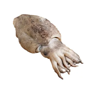 【三頓飯】鮮嫩野生白鯧魚(7尾組_220-280g/尾) 歷史價格詳細信息