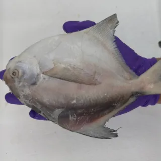 三角帶腿牆角轉角電視櫃簡約臥室角櫃圓弧組合儲物櫃客廳 歷史價格詳細信息