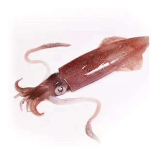 食釣SEDUCEgear經典拼色漁夫帽男女夏季透氣潮牌情侶款遮陽圓帽 歷史價格詳細信息