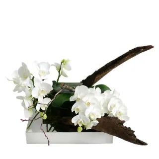 【CNFlower 西恩】綠色滿屋 多肉植物 植栽(送禮/植栽/植物/觀葉植物/多肉) 歷史價格詳細信息