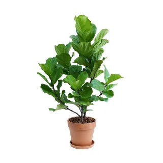 琴葉高麗雅絲酸性蛋白修複洗髮精+護髮霜=套裝組 歷史價格詳細信息