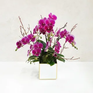 【CNFlower 西恩】ROSY CHRISTMAS TREE-藍 恆星花禮(送禮推薦/永生花/浪漫/驚喜/聖誕限定) 歷史價格詳細信息