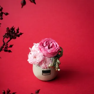 【CNFlower 西恩】龍年春節限定 綠意旺春 旺旺樹(送禮/植栽/植物/過年植物/新年植栽) 歷史價格詳細信息