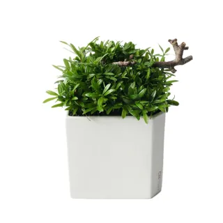 【CNFlower 西恩】綠色滿屋 多肉植物 植栽(送禮/植栽/植物/觀葉植物/多肉) 歷史價格詳細信息