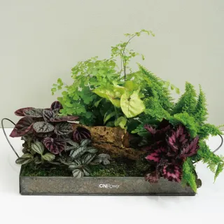 【CNFlower 西恩】森林家宴 多肉植栽(送禮/植栽/植物/觀葉植物/多肉) 歷史價格詳細信息