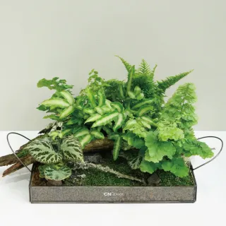 【CNFlower 西恩】森林家宴 多肉植栽(送禮/植栽/植物/觀葉植物/多肉) 歷史價格詳細信息