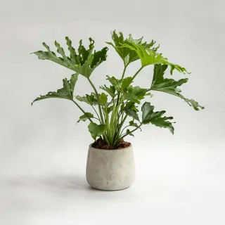 【花意空間】小天使蔓綠絨仿真植栽(仿真植物 人造盆栽) 歷史價格詳細信息