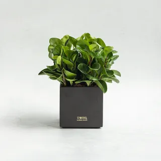 【花意空間】LED 弧型 │蕨醒生態瓶(植栽 淨化空氣 開幕送禮) 歷史價格詳細信息