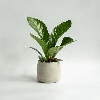 【花意空間】LED 弧型 │蕨醒生態瓶(植栽 淨化空氣 開幕送禮) 歷史價格詳細信息