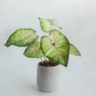 大型仿真植物盆栽 北歐ins風格仿真盆栽 人造植物盆栽 樹綠植盆栽 室內裝飾假盆栽 假花假樹 假植物 歷史價格詳細信息