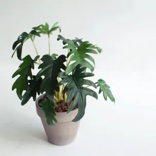 【花意空間】LED 弧型 │蕨醒生態瓶(植栽 淨化空氣 開幕送禮) 歷史價格詳細信息