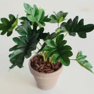 【花意空間】LED 弧型 │蕨醒生態瓶(植栽 淨化空氣 開幕送禮) 歷史價格詳細信息