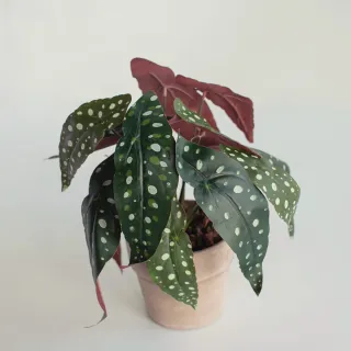 【花意空間】LED 弧型 │蕨醒生態瓶(植栽 淨化空氣 開幕送禮) 歷史價格詳細信息