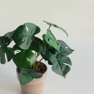 【花意空間】LED 弧型 │蕨醒生態瓶(植栽 淨化空氣 開幕送禮) 歷史價格詳細信息