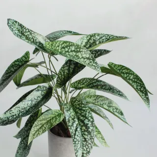 【花意空間】LED 弧型 │蕨醒生態瓶(植栽 淨化空氣 開幕送禮) 歷史價格詳細信息