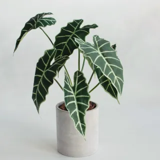 【花意空間】LED 弧型 │蕨醒生態瓶(植栽 淨化空氣 開幕送禮) 歷史價格詳細信息