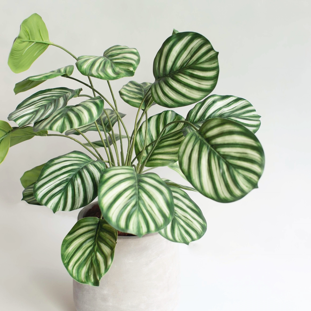 【花意空間】LED 弧型 │蕨醒生態瓶(植栽 淨化空氣 開幕送禮) 歷史價格詳細信息