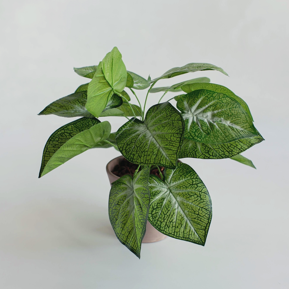 【花意空間】LED 弧型 │蕨醒生態瓶(植栽 淨化空氣 開幕送禮) 歷史價格詳細信息