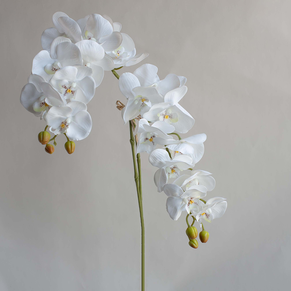 【花意空間】LED 弧型 │蕨醒生態瓶(植栽 淨化空氣 開幕送禮) 歷史價格詳細信息