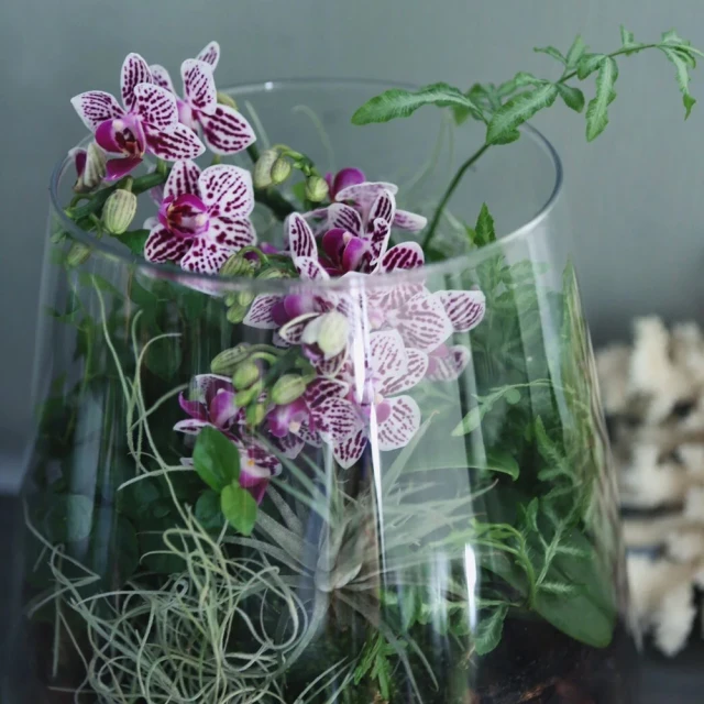 生態瓶&微景觀玻璃盆景－打造你的TERRARIUM 歷史價格詳細信息