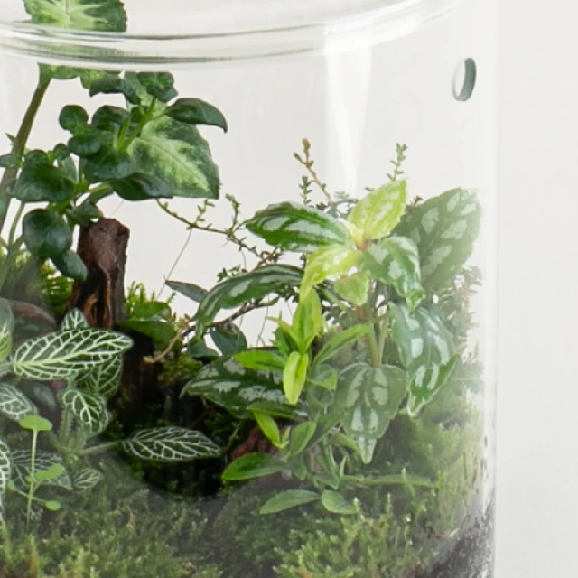 生態瓶&微景觀玻璃盆景－打造你的TERRARIUM 歷史價格詳細信息