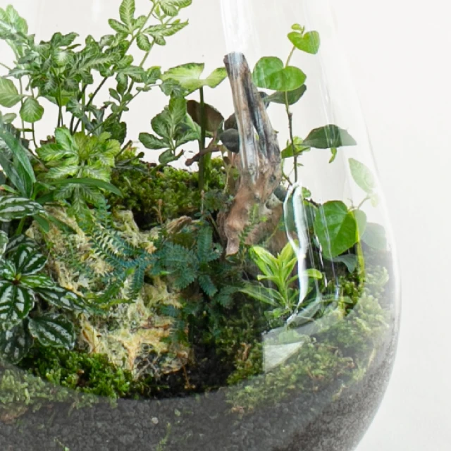 生態瓶&微景觀玻璃盆景－打造你的TERRARIUM 歷史價格詳細信息