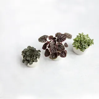 【花意空間】觀音蓮仿真植栽(仿真植物 人造盆栽) 歷史價格詳細信息