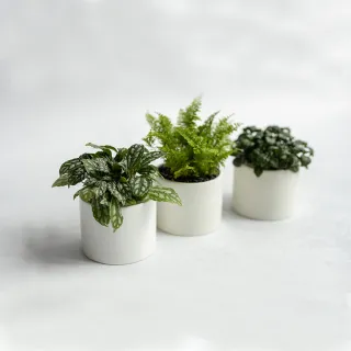 【花意空間】觀音蓮仿真植栽(仿真植物 人造盆栽) 歷史價格詳細信息