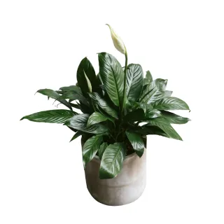 【花意空間】白蝴蝶鳶尾仿真花 3支一組(永生花 人造花 假花) 歷史價格詳細信息