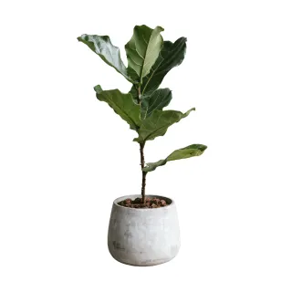 琴葉高麗雅絲酸性蛋白修複洗髮精+護髮霜=套裝組 歷史價格詳細信息