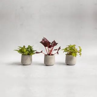 【花意空間】觀音蓮仿真植栽(仿真植物 人造盆栽) 歷史價格詳細信息