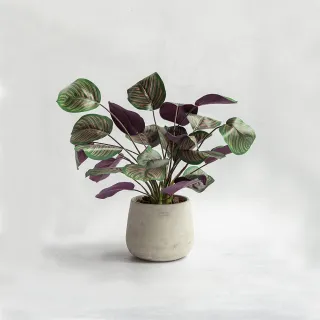 【花意空間】仿真象耳葉 3支1組(仿真植物 人造盆栽) 歷史價格詳細信息