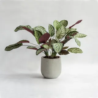 【花意空間】LED 弧型 │蕨醒生態瓶(植栽 淨化空氣 開幕送禮) 歷史價格詳細信息