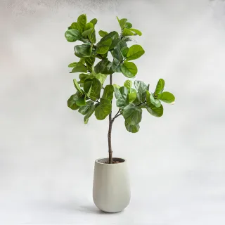 琴葉高麗雅絲酸性蛋白修複洗髮精+護髮霜=套裝組 歷史價格詳細信息