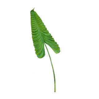 【花意空間】象牙白庭園玫瑰仿真花 2株一組(永生花 人造花 假花) 歷史價格詳細信息