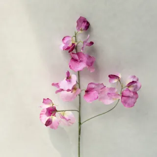 仿真花藝-丁香花(七色可選) 塑膠花 假花 人造花 仿真花 裝飾品dayneeds 歷史價格詳細信息