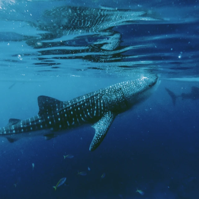 眼鏡猴4mm轉運水晶成品~巧思串珠小舖~ 歷史價格詳細信息