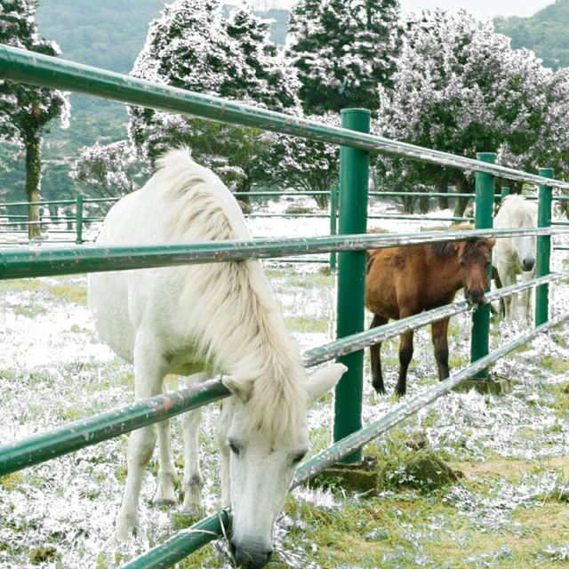 晚明回流瓷龍紋大盤 景德鎮仿古瓷器古董古玩老貨收藏真品 歷史價格詳細信息