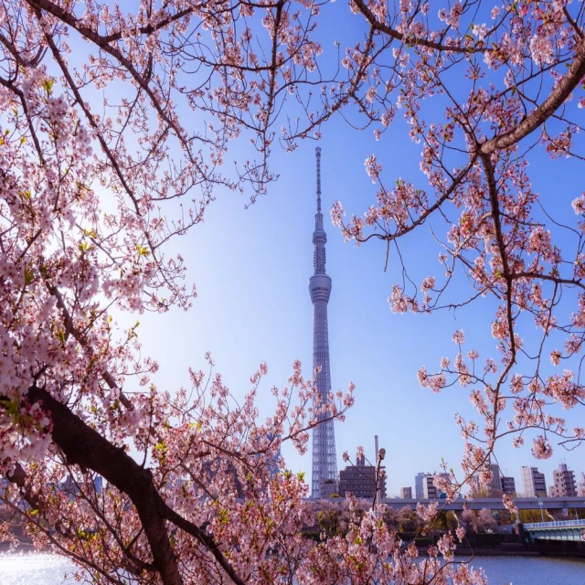 日漫東京食種 周邊雙肩背包 大容量學生書包 usb電腦包背包 歷史價格詳細信息