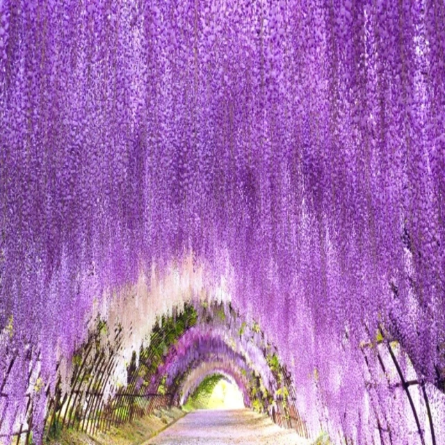 喜多 浪漫假期 淑女免洗褲 5天4夜用 (M/L/XL號) (4入/包)【杏一】 歷史價格詳細信息