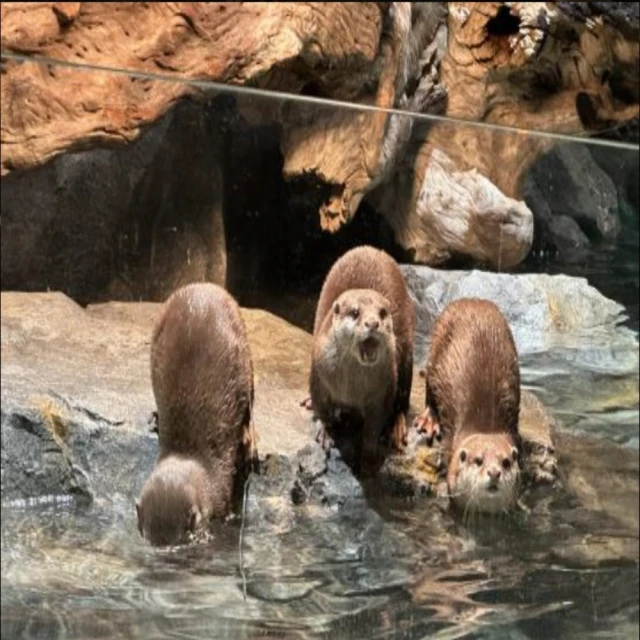 首爾物語 現貨馬上用 ????????韓國秀氣花朵小抓夾 鯊魚夾 劉海夾 居家髮飾 公主頭抓夾 長髮短髮（ZFZ11/75） 歷史價格詳細信息