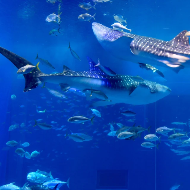 【喜鴻假期】【星沖繩５日】OMO5沖繩那霸、玉泉洞大鼓秀、海博館海豚秀、亞熱帶恐龍森林公園、系滿魚市場 價格比較,價格查詢,歷史價格詳細信息