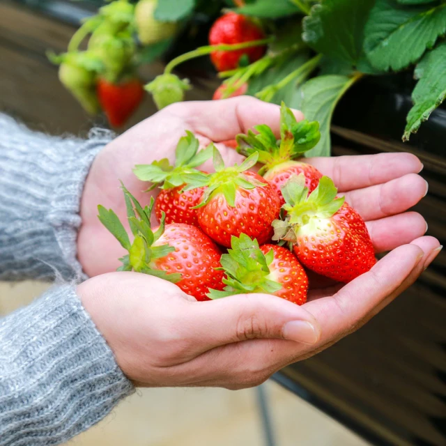 【喜鴻假期】【高雄出發．超值泰國６日】全程無購物、鄭王廟、芭達雅、水上市場、海天盛宴郵輪 歷史價格詳細信息
