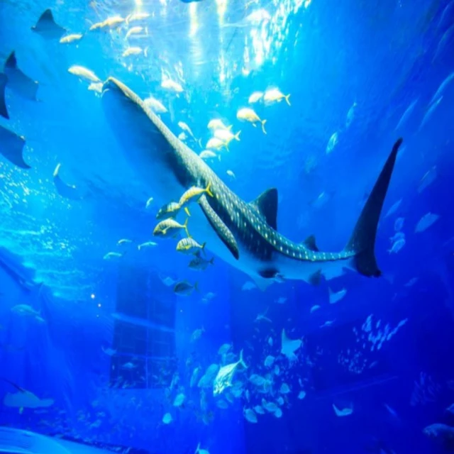 怡遊桌遊我是大i'm the boss中文版休閒聚會卡牌桌面聚會遊戲 歷史價格詳細信息