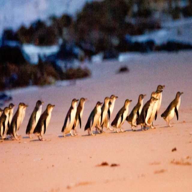 【東澳新山柴】新山柴 淨香柴 宮廟 宮壇  1斤裝☆YO金香系列☆ 歷史價格詳細信息