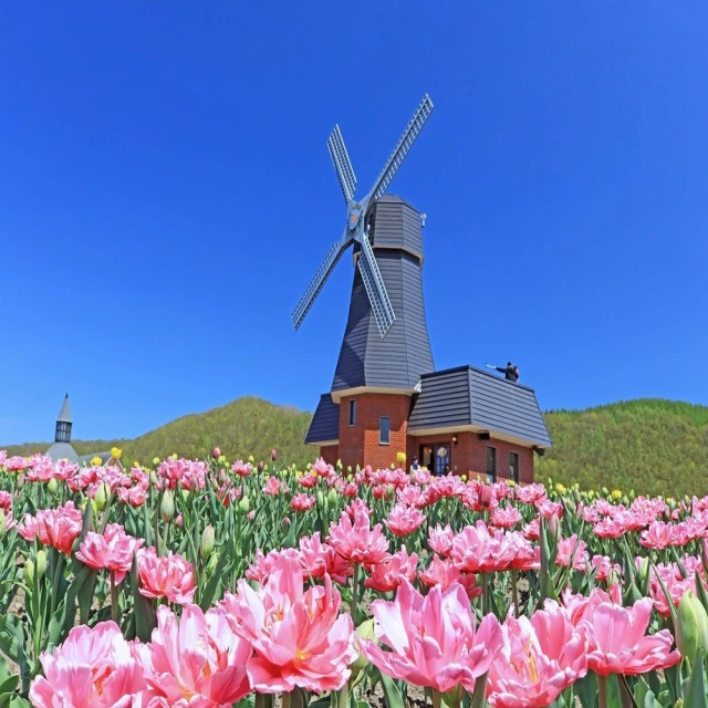 喜多 浪漫假期 淑女免洗褲 5天4夜用 (M/L/XL號) (4入/包)【杏一】 歷史價格詳細信息