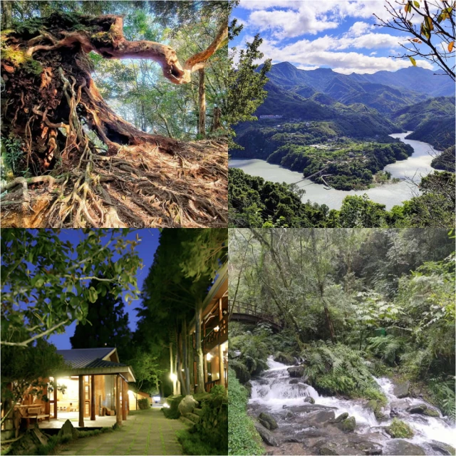 魔法森林塔羅｜Llewellyn Forest of Enchantment Tarot【左西購物網】 歷史價格詳細信息