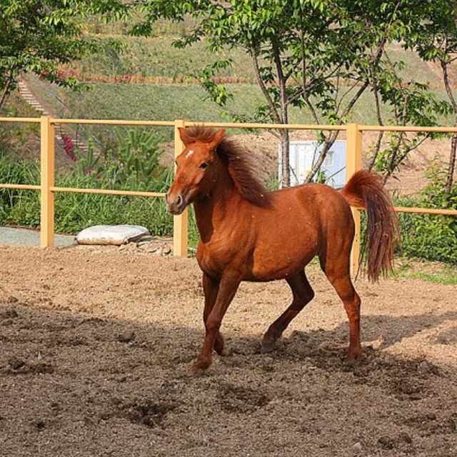 清境【西雅圖山莊】夢幻城堡風情四人房平日住宿券[南投][Mohist電子票券] 歷史價格詳細信息